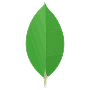 MongoDB